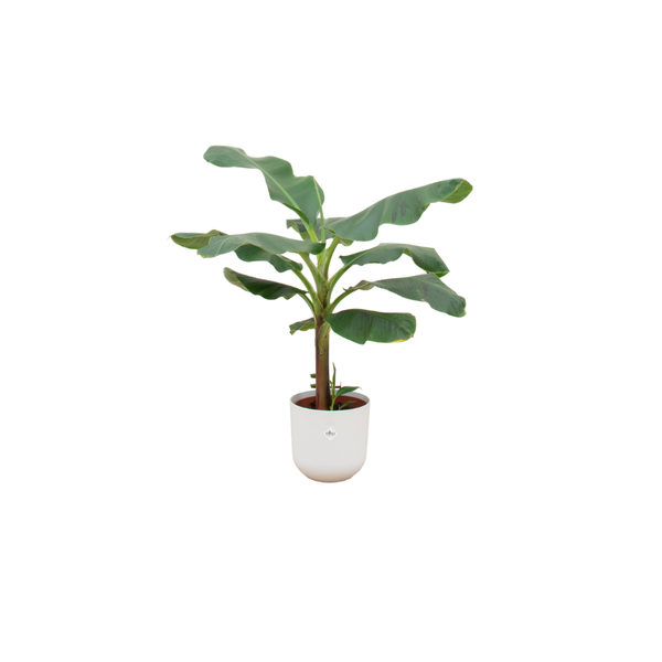 Offre combinée - Bananier (Musa) incluant elho Jazz Round blanc Ø23 - 120 cm