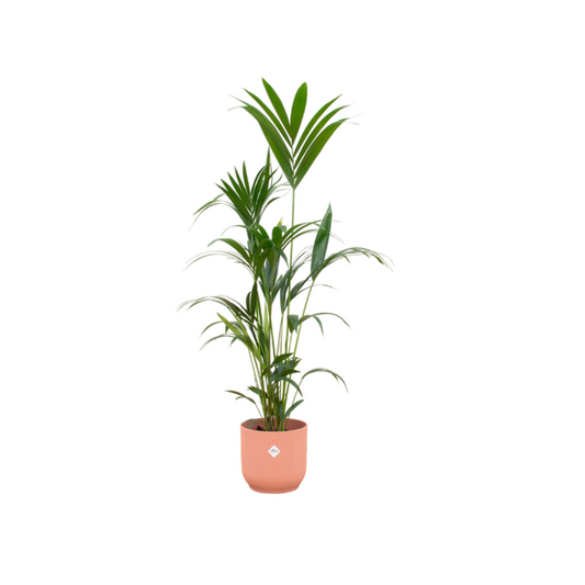 Palmier Kentia incluant elho Vibes Fold Round rose - 160cm - Ø30