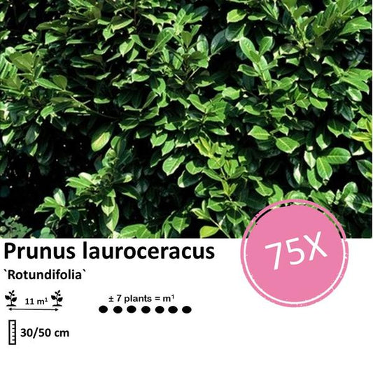 Prunus lauroceracus 'Rotundifolia' - ↕30-50cm - racine nue - 75x