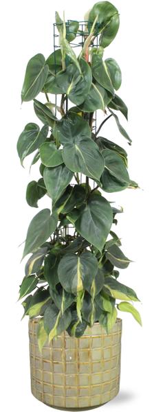 Philodendron Scandens Brasil - Ø24cm - ↕120cm + Stian Pot D25x22cm - Groen