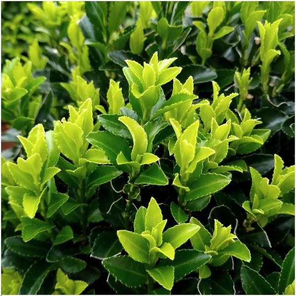 Plants by Frank - Haie verte Cardinal's Hat de 1 mètre - Euonymus japonicus 'Green Spire' - Ensemble de 6 plantes de haie rustiques - Haie à feuilles persistantes - Livrées fraîches de la pépinière