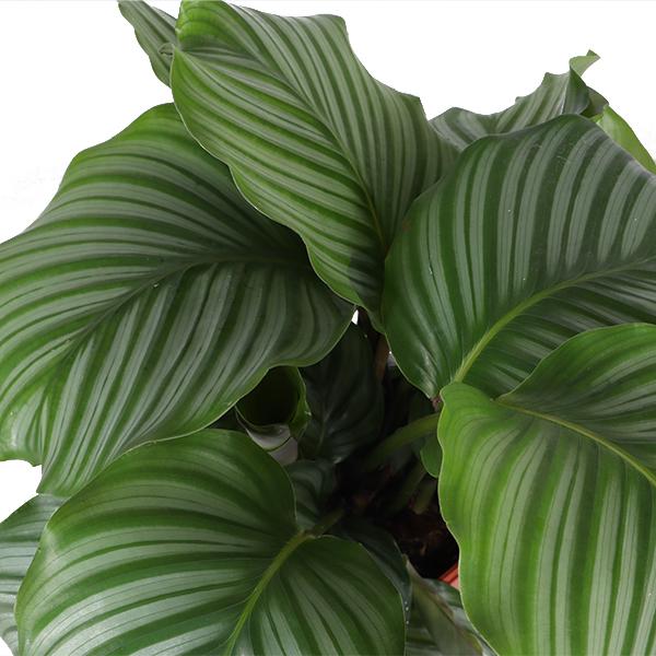 Calathea Orbifolia Ø21cm - ↕70cm en pot BOULE anthracite