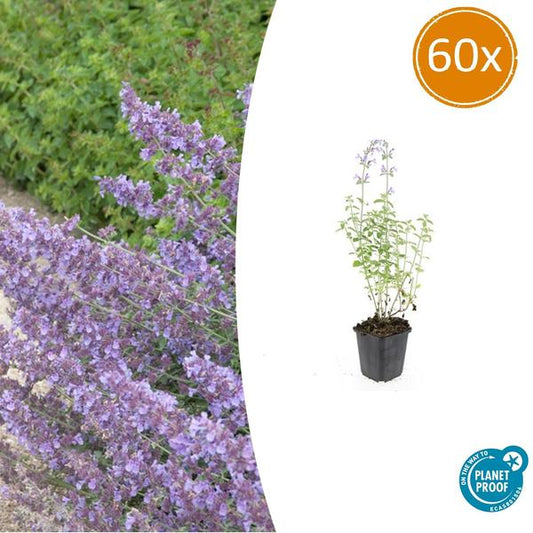 Nepeta 'Walker's Low' - ↕10-25cm - Ø9cm - 60x