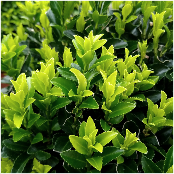 72 x Euonymus 'Green Spire' - 72 x Ø 7 cm - ↨ 15 cm 