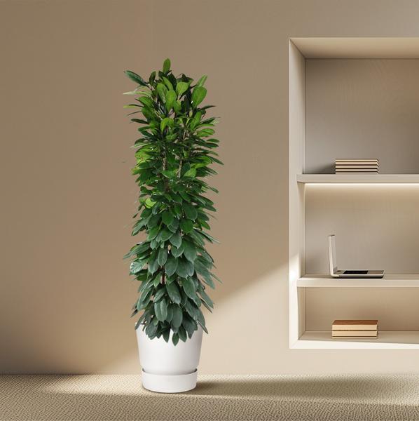 Colonne Ficus Cyatistipula - 200 cm - ø35