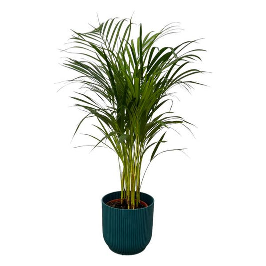 Palmier Areca - ↨85cm - Ø19cm incluant elho Vibes Fold Round bleu D22xH20