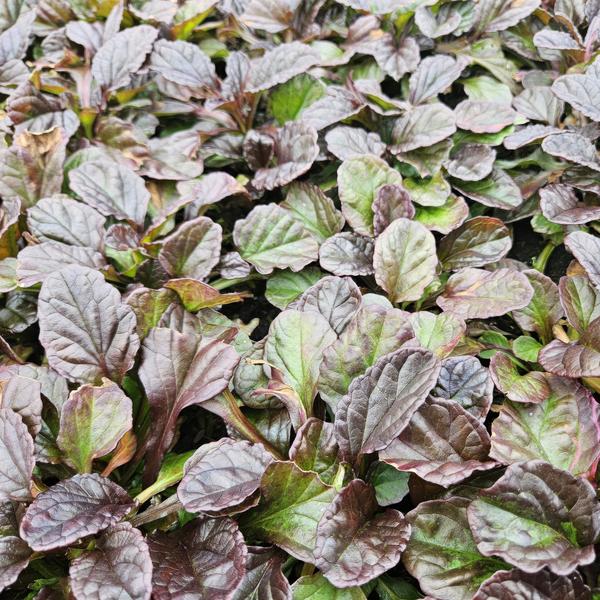 Ajuga reptans - ↕10-25cm - Ø9cm - 6x