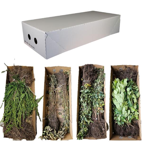 Acer campestre - Racine nue - 40/60 - 50x