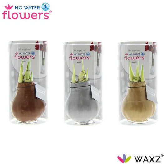 No Water Flowers Waxz Or/Argent/Cuivre en Tube - 3 pièces - Ø7 cm - ↕15 cm