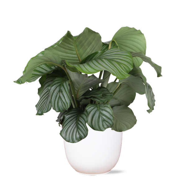 Calathea Orbifolia Ø21cm - ↕70cm en pot Boule BLANC