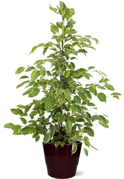 Ficus benjamina Goldenking - Ø21cm - ↕95cm + Pot Basic D22x19cm - Bordeaux