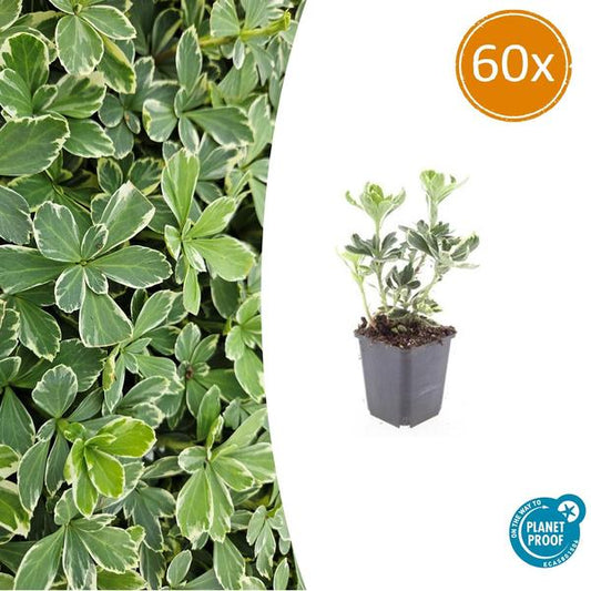 Pachysandra term. 'Variegata' - ↕10-25cm - Ø9cm - 60x