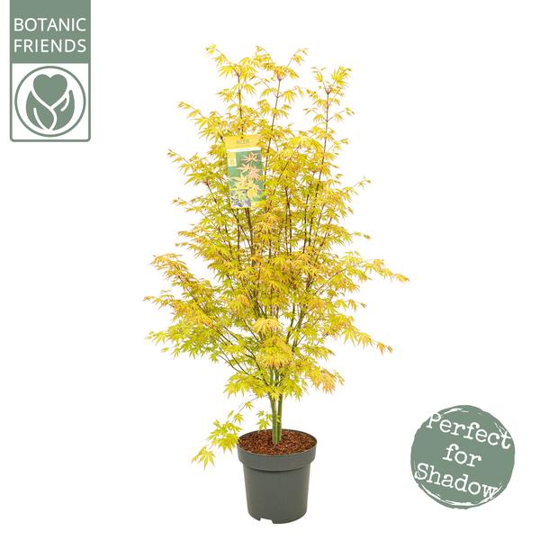 Acer Palme. 'Rêve Orange' - Ø34cm - ↕145cm