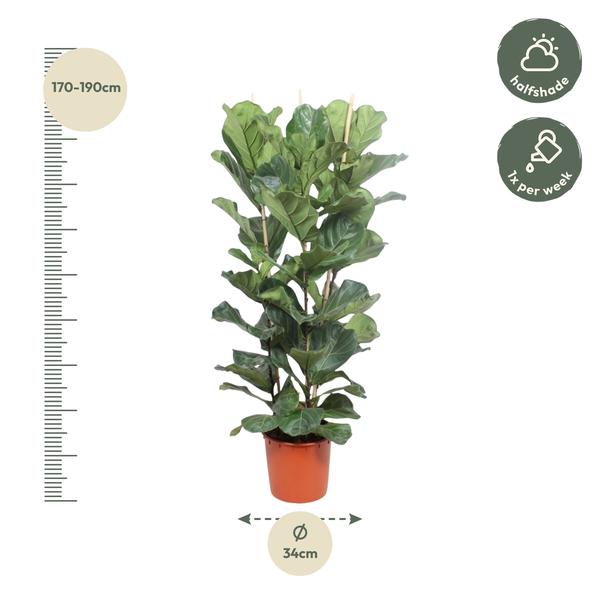 Arbuste Ficus Lyrata - 180 cm - ø34