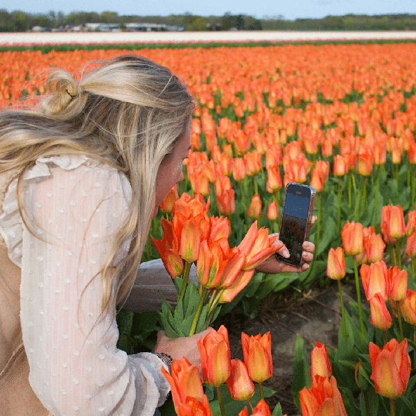 Bulbes à fleurs Amsterdam - Orange Empereur - 15 bulbes à fleurs - Taille 12+