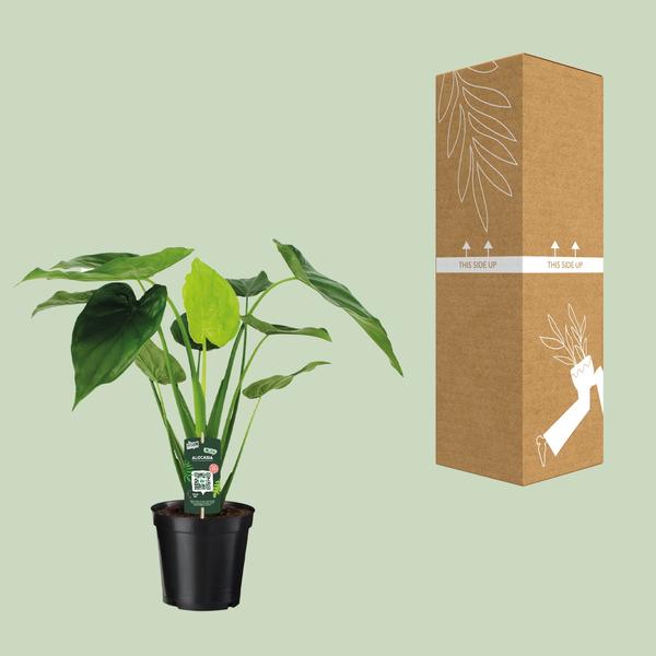 Alocasia Cucullata - Oreille d'éléphant - Ø19cm - ↕55cm