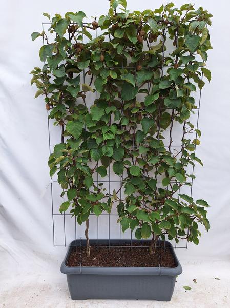 Actinidia deliciosa 'Jenny' - Kiwi - Haie prête à l'emploi - 120 x 180 cm