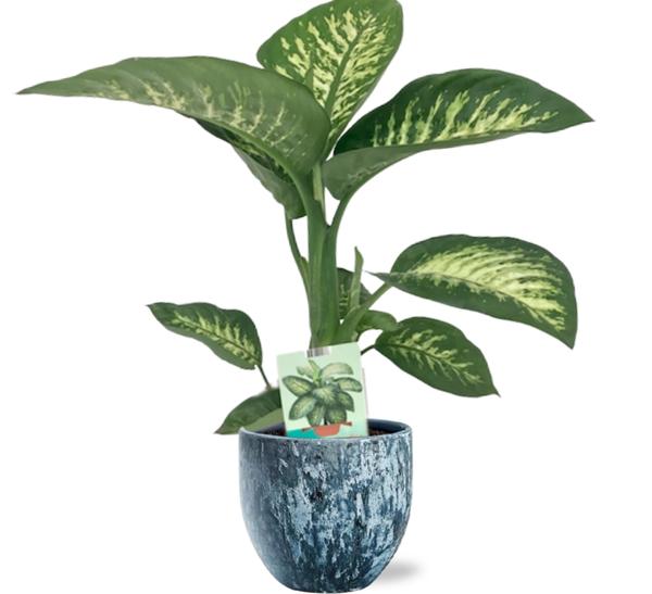 Dieffenbachia Seguine Tropic Snow - Ø19cm - ↕70cm +  Sem Pot D20x18cm - Blauw