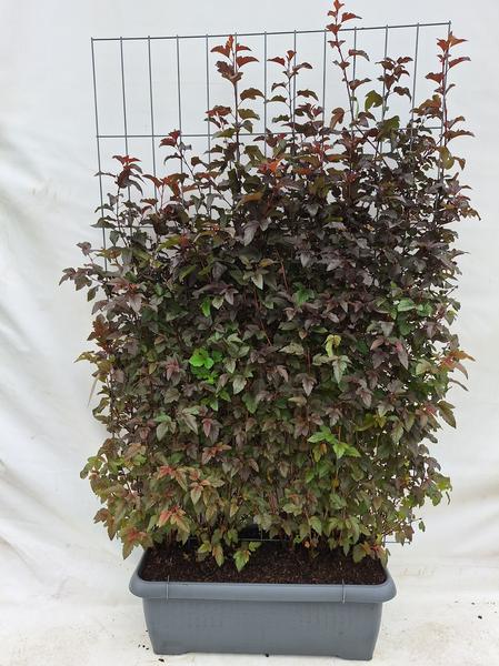 Physocarpus opulif. Dame en Rouge - Spirée - Haie prête à l'emploi - 120 x 180 cm