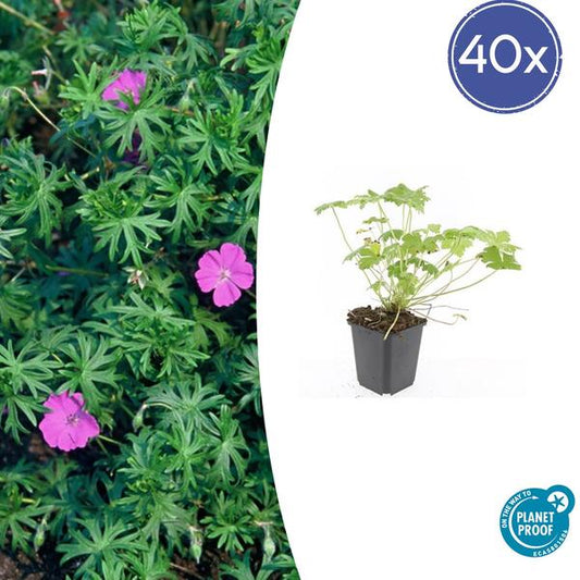 Geranium 'Tiny Monster' - ↕10-25cm - Ø9cm - 40x