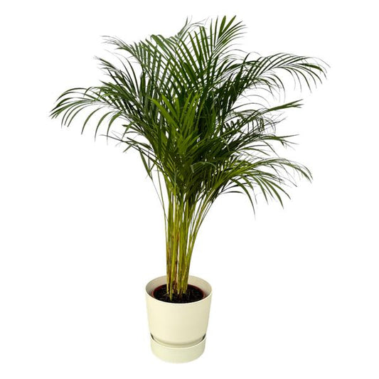 Palmier Areca - ↨130cm - Ø24cm dont elho Greenville Rond blanc D30xH28