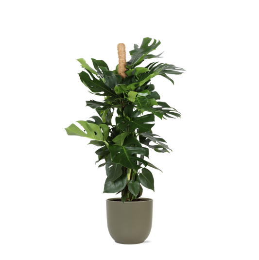 Monstera Deliciosa MOSSTOK Ø27cm ↕150cm in Boule OLIJF pot
