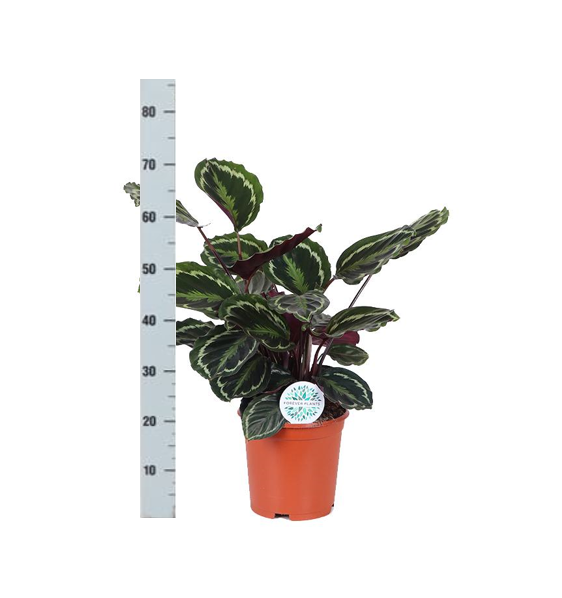 Médaillon Calathea Ø21cm - ↕70cm