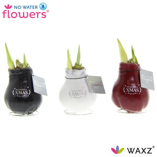 No Water Flowers Waxz Message Printz Xmas - 3 pièces - Ø7 cm - ↕15 cm