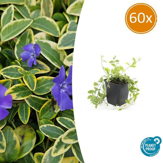 Vinca minor 'Aureovariegata' - ↕10-25cm - Ø9cm - 60x