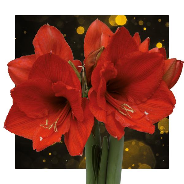 No Water Flowers® (cire d'amaryllis) | Waxz® Printz "Wonderful XMAS" Mix (3 pack) + Fleur rouge