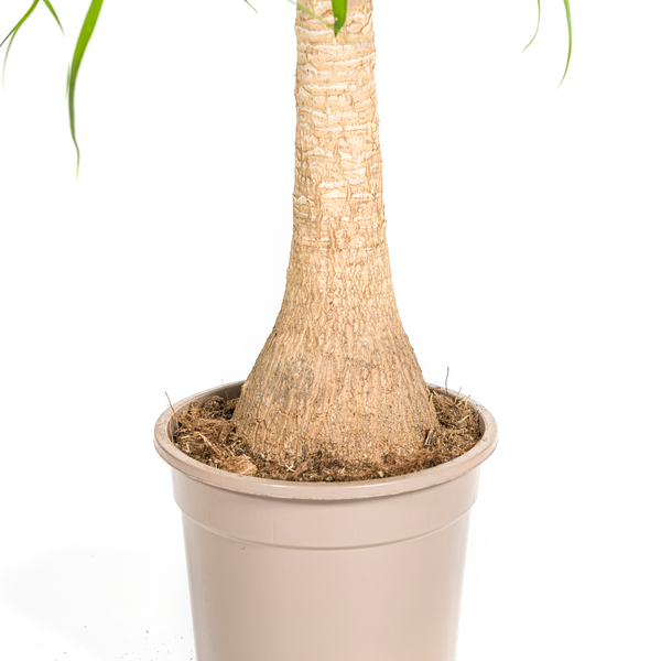 Beaucarnea Recurvata Stam Ø21cm - ↕70cm