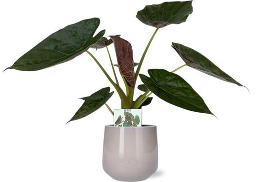 Alocasia Wentii - Ø19cm - ↕85cm + Pot Puglia D21/23,5x21cm - Gris