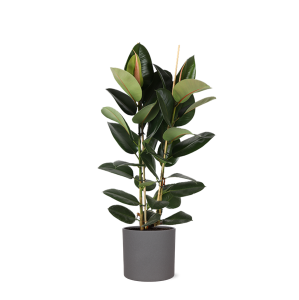 Ficus Elastica Robusta Ø24cm - ↕110cm en pot Era ANTHRACITE