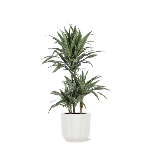 Dracaena Warneckii Ø21cm - ↕65cm en pot Vibes BLANC
