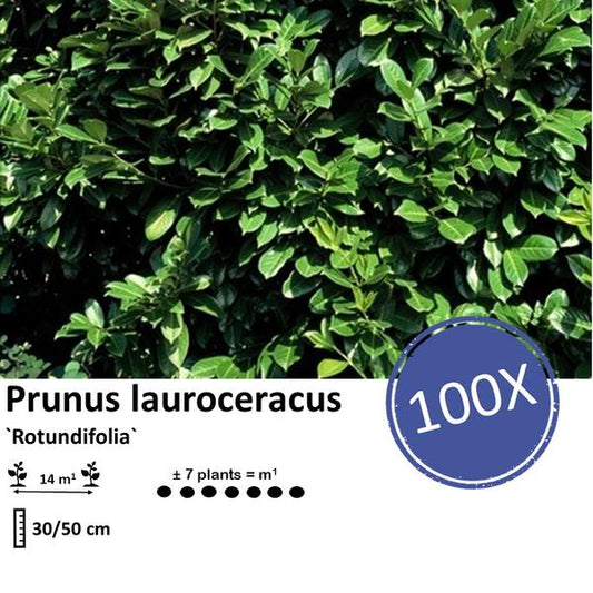 Prunus lauroceracus 'Rotundifolia' - ↕30-50cm - racine nue - 100x