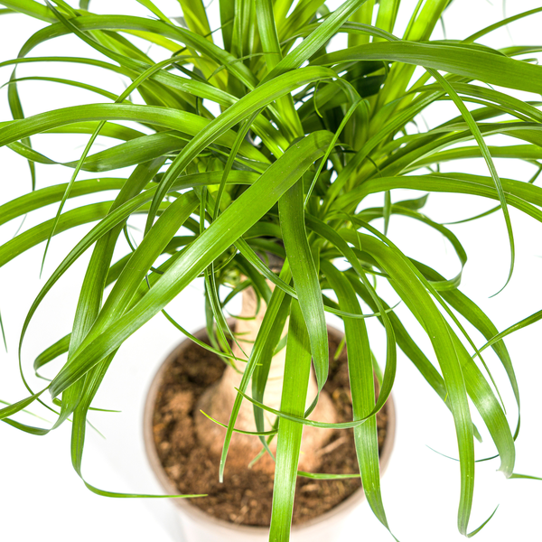 Beaucarnea Recurvata Stam Ø17cm - ↕50cm