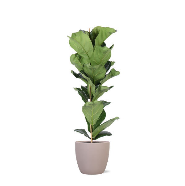 Ficus Lyrata - Ø21cm - ↕90cm en pot Boule TAUPE