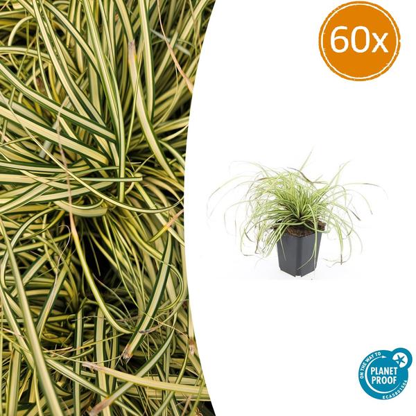 Carex oshim. 'Evergold'  - ↕10-25cm - Ø9cm - 60x