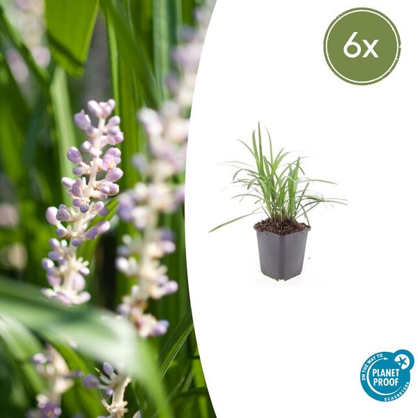 Liriope muscari 'Monroe Blanc' - ↕10-25cm - Ø9cm - 6x