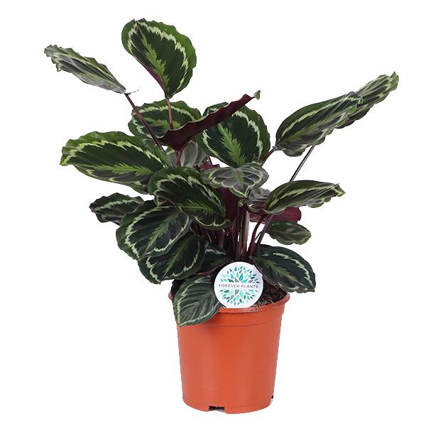 Médaillon Calathea Ø21cm - ↕70cm