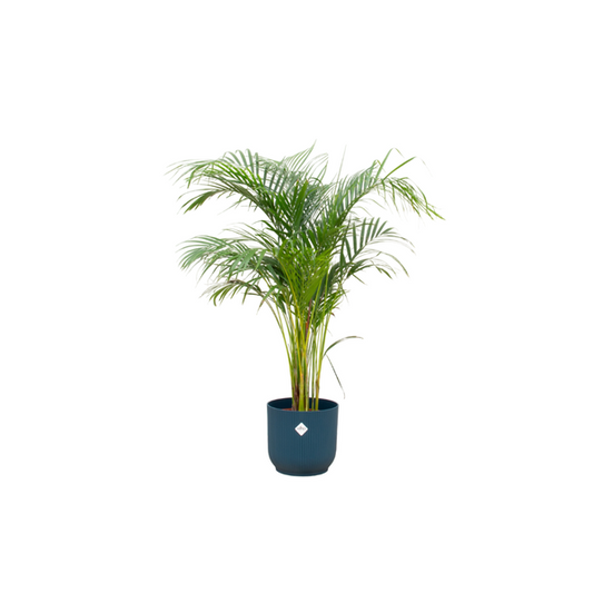 Offre combinée - Palmier Areca avec elho Vibes Fold Round bleu Ø30 - 140 cm