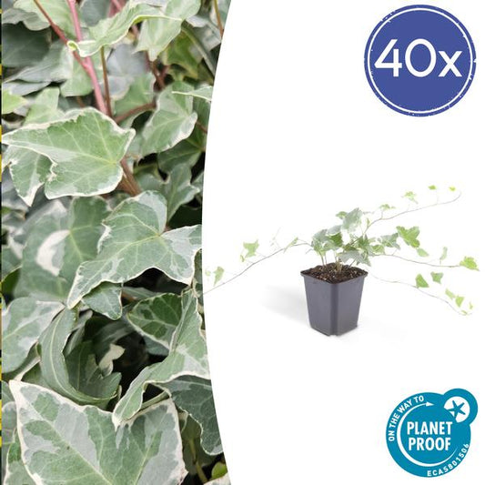 Hedera helix 'Glacier' - ↕10-25cm - Ø9cm - 40x
