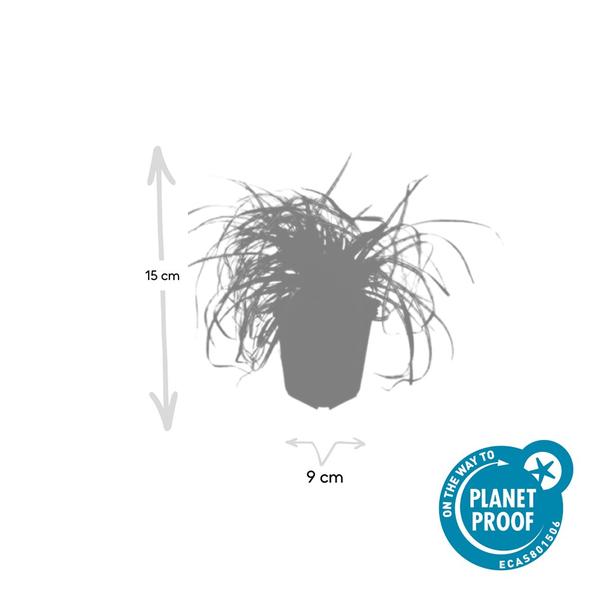 Carex oshim. 'Evergold'  - ↕10-25cm - Ø9cm - 60x