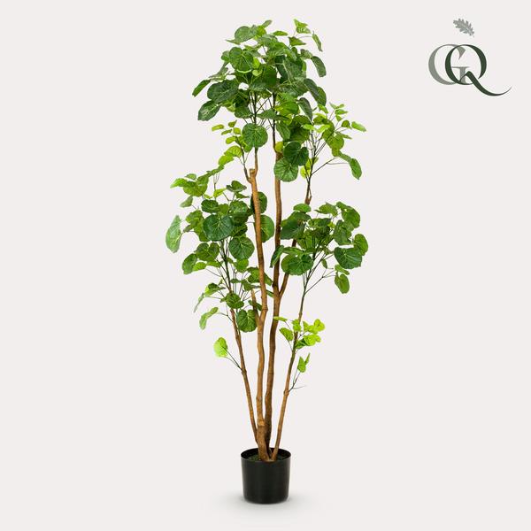Plante artificielle - Polyscias - Aralia - 160 cm