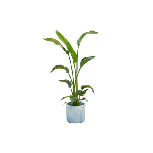 Offre combinée - Strelitzia Nicolai avec elho Ocean Round bleu atlantique Ø22 - 100 cm