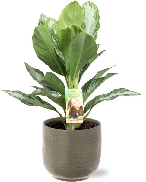 Aglaonema Silver Bay - Ø17cm - ↕55cm + Aresso Pot D18x16,5cm - Grijs Groen