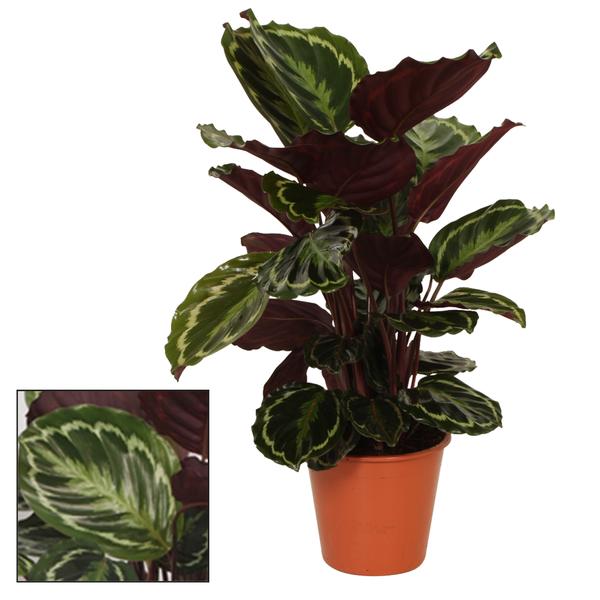 Médaillon Calathea - Ø19cm - ↕75cm