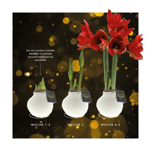 No Water Flowers® (cire d'amaryllis) | Waxz® Printz "Wonderful XMAS" Mix (3 pack) + Fleur rouge