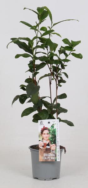 Camellia Sinensis - Theeplant - Ø12cm - ↕40cm