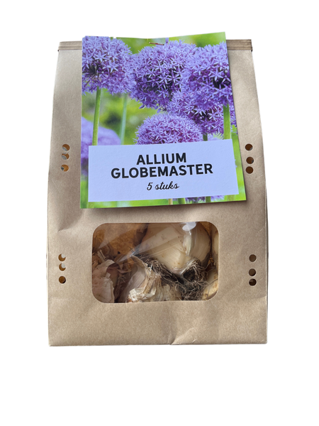 Globemaster - Ampoules Allium 5 pièces 